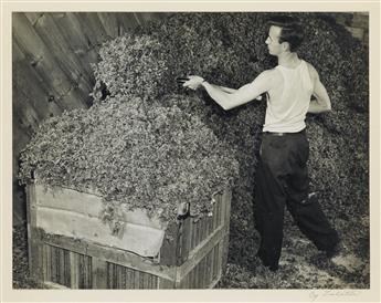 (KELP) Group of 26 well composed presentation photographs documenting the cultivation and harvesting of sea moss for Marine Growths I